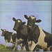 Pink Floyd Atom Heart Mother Japanese CD album (CDLP)